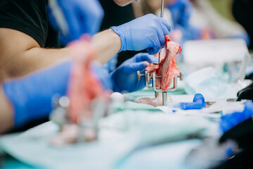 Studenci stomatologii ćwiczą na szczęce prosiaka © rozentuzjazmowany