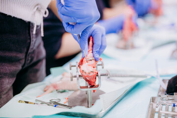 Studenci stomatologii ćwiczą na szczęce prosiaka © rozentuzjazmowany