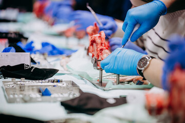 Studenci stomatologii ćwiczą na szczęce prosiaka © rozentuzjazmowany