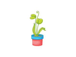 plant in a pot