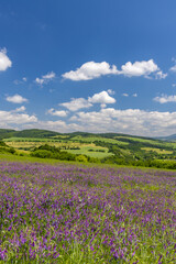 Fototapeta premium Spring landscape in White Carpathians, Southern Moravia, Czech Republic