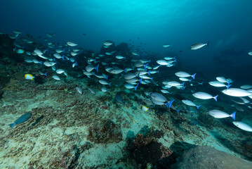 Isola di Nusa Penida, Bali, reef con coralli duri e molli, spugne e un folto gruppo  pesci chirurgo, Naso hexacanthus,