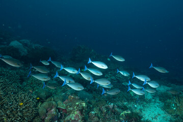 Isola di Nusa Penida, Bali, reef con coralli duri e molli, spugne e un folto gruppo  pesci chirurgo, Naso hexacanthus, © Massimo