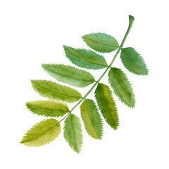 Watercolor illustration of rowan leaf. Botanical drawing of green fallen leaf, hand drawn. Drawing for photo wallpaper, stickers, scrapbooking