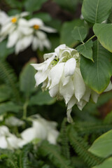 Mussaenda philippica in full bloom, photographed in Shanghai Greenhouse Garden