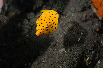 Forma giovanile di pesce scatola giallo, Ostracion cubicus, con livrea gialla a pois neri	