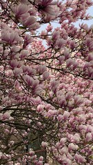 Blooming magnolia tree with pink flowers against a blue sky.