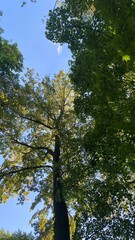 A tall tree with dense foliage against a blue sky. A symbol of nature and its grandeur.