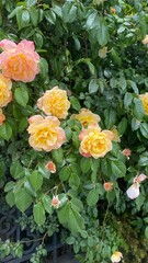 Yellow roses against a backdrop of greenery. Classic beauty of flowers in their natural environment, combining brightness and elegance.