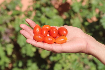 Hand holding grape tomatoes