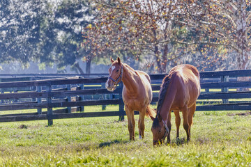 Two Beautiful Brown Horses in a Field with Fence, grazing on grass.
