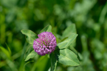 Red clover flower
