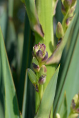 Spanish dagger flower buds