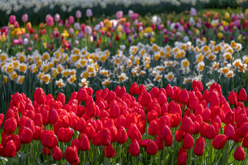 Keukenhof flower garden - largest tulip park in world, Lisse, Netherlands