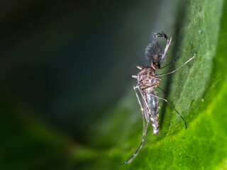 close up of an Inland floodwater mosquito or Aedes vexans resting on a leaf