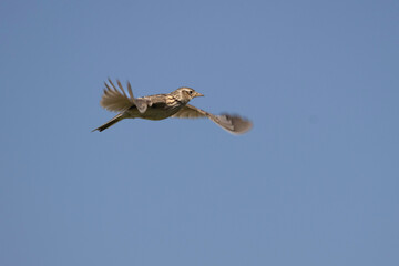 Feldlerche im Flug