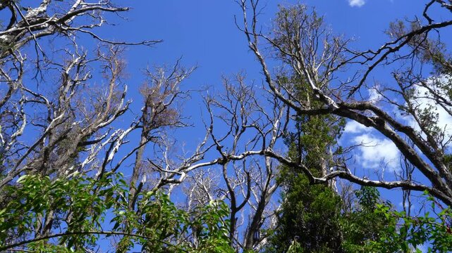 Myrtle tree forest in Los Arrayanes National Park, Argentina