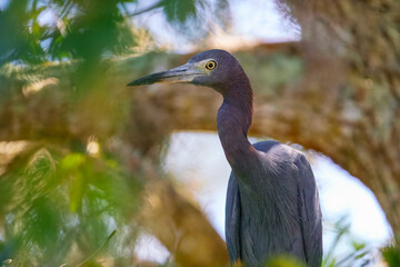 Close up of  The little blue heron (Egretta caerulea) with a prominent beak.