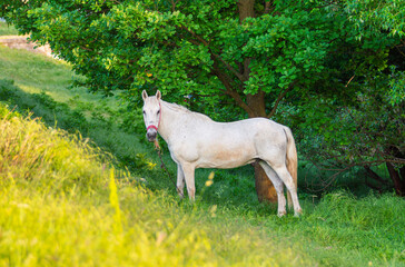 Obraz premium Portrait of white horse grazing in the shade of a big tree. Beautiful thoroughbred horse eating green grass at the edge of a forest. White horse stallion on the meadow. Amazing pasture landscape