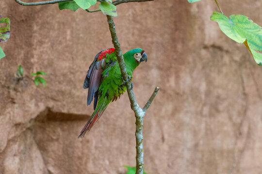 The chestnut-fronted macaw or severe macaw (Ara severus), Small for a macaw but still larger than any of the long-tailed parakeets. Mostly green with whitish face and reddish underwings.
