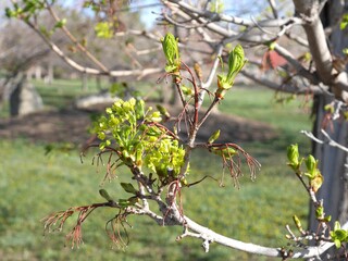 Closeup of Norway Maple tree flowers and buds, Colorado