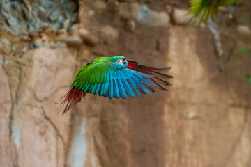 The chestnut-fronted macaw or severe macaw (Ara severus), Small for a macaw but still larger than...