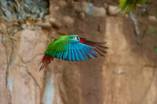 The chestnut-fronted macaw or severe macaw (Ara severus), Small for a macaw but still larger than any of the long-tailed parakeets. Mostly green with whitish face and reddish underwings.