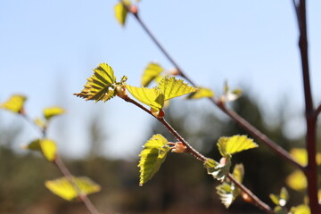 willow branch with catkins. fresh tree leafs close up