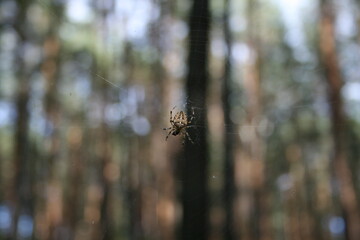 Spider close-up in the forest