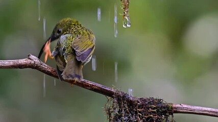 Colorful bird perched on a branch under rain in a lush forest environment