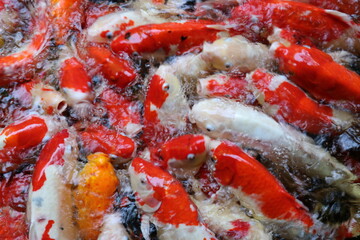 The koi in the large pond have beautiful colors.