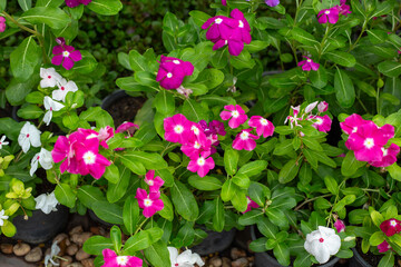 Catharanthus roseus or Madagascar periwinkle. Open pink flowers with bright green leaves