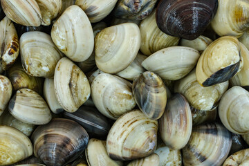 Fresh clams for seafood background