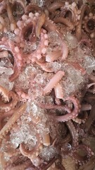 Squid on ice at the market