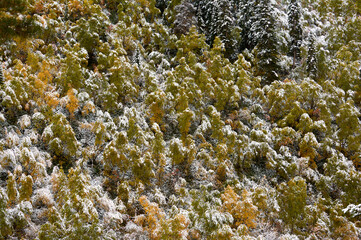 Aerial view of snow-covered forest at sunrise