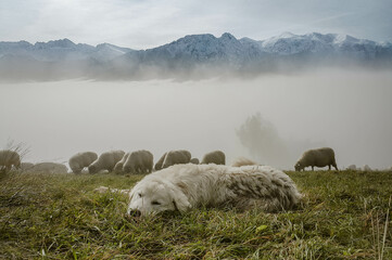 Pies pasterski Tatry Zakopane © Marcin