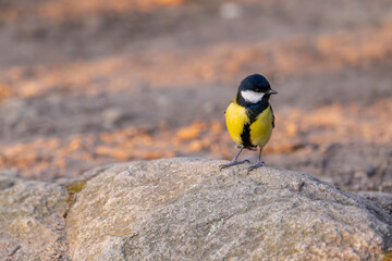 Great tit near National park Podyji, Southern Moravia, Czech Republic