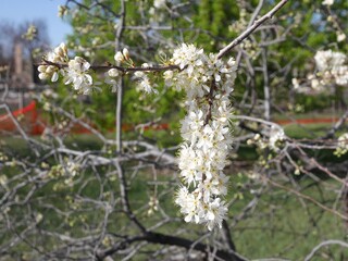 Closeup of American Plum tree flowers, Colorado