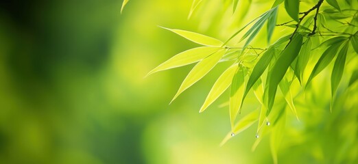 Fototapeta premium Vibrant Green Bamboo Leaves with Dew Drops in Soft Focus Background, copy space for text