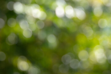  beautiful abstract image of a green bokeh background. The soft, out-of-focus circles create a dreamy and ethereal atmosphere.