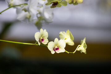 cluster of delicate yellow orchids in full bloom. The soft petals and intricate details of the flowers are beautifully