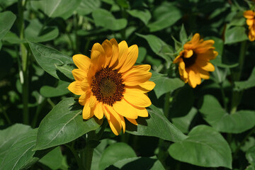 Sunflowers blooming in the park