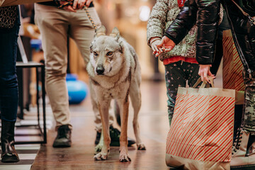 Zwierzęta przyprowadzone do galerii handlowej © rozentuzjazmowany