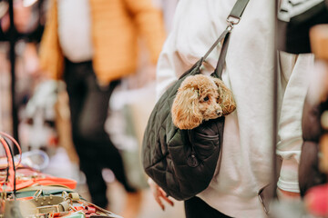 Zwierzęta przyprowadzone do galerii handlowej © rozentuzjazmowany