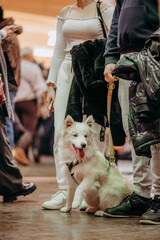 Zwierzęta przyprowadzone do galerii handlowej © rozentuzjazmowany