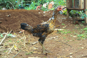 photo of a brown hen outdoors in indonesia
