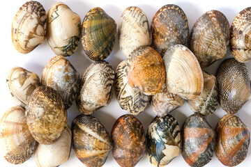 Clams on white background. Seafood.