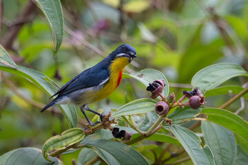 A Crimson-breasted Flowerpecker (Prionochilus percussus) perched on a branch amidst vibrant green foliage, feeding on berries.