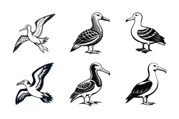 albatross seabirds vector design, labeled linocut vector illustration