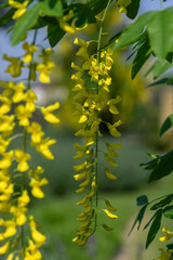 Laburnum anagyroides ornamental yellow shrub branches in bloom against blue sky, flowering small tree